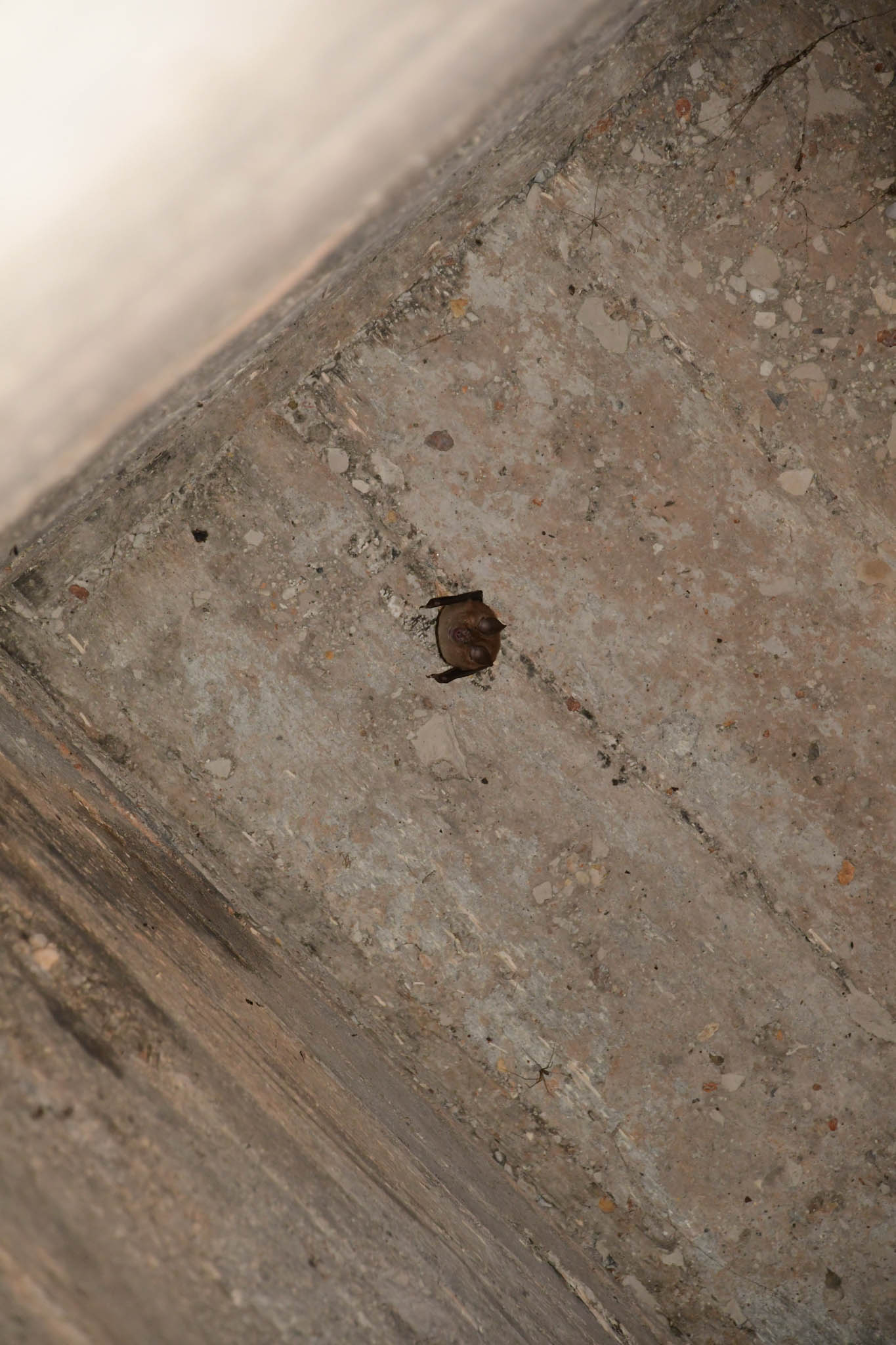 Horseshoe bat on the underside of the observation post floor
